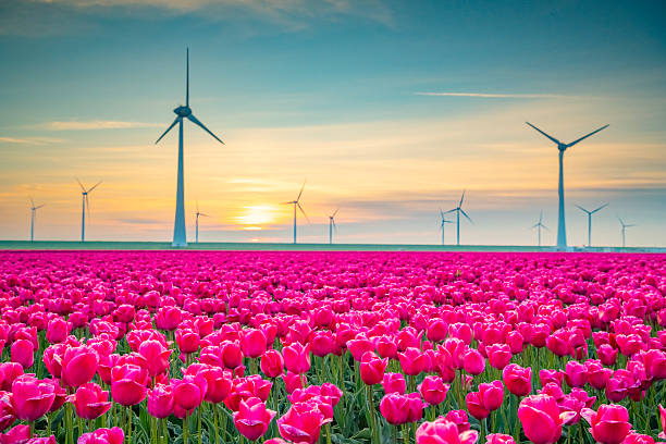 istock Tulips in agricultural fields with wind turbines in the background 2217088816