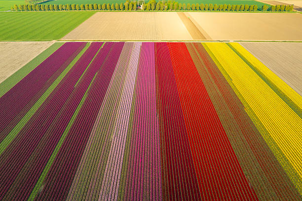 istock Colorful tulips in a field during springtime 2217088920