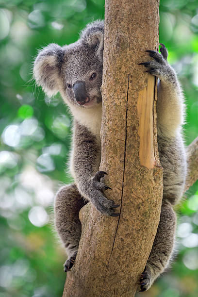 Lazy Koara On Tree Stock Photo - Download Image Now - Animal