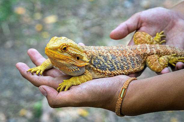 istock Serbia Red Dragon (Bearded Dragon) cute pets. 2217089130