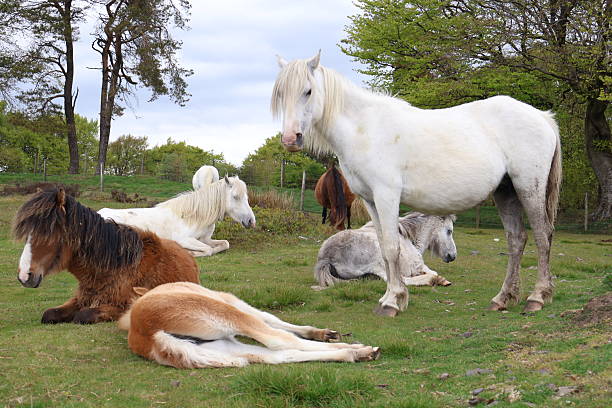 Wild horses in a field, Long Mynd, Shropshire