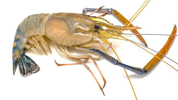 istock Fresh river prawns isolated on white background. Big freshwater prawns. River prawns for cooking. 2217091448