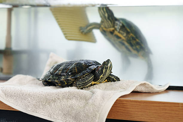 istock Turtle relaxes on towel while another swims in aquarium at home during daytime 2217091507