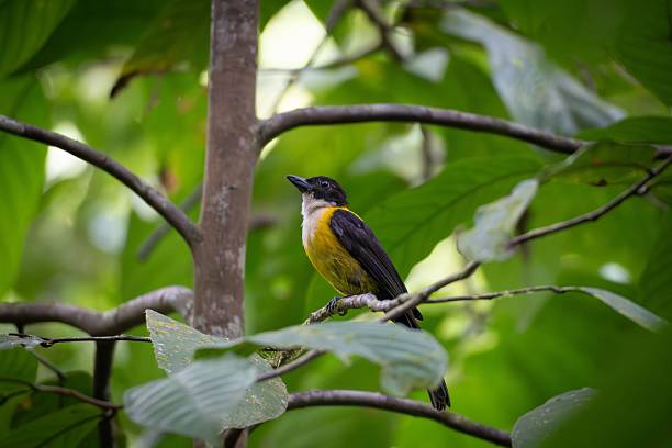 istock Yellow and Black Bird in Tropical Forest 2217092297