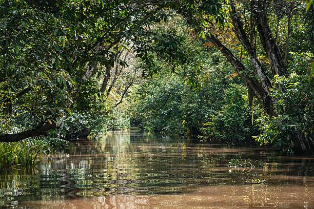 istock Serene river in lush tropical rainforest. 2217092438