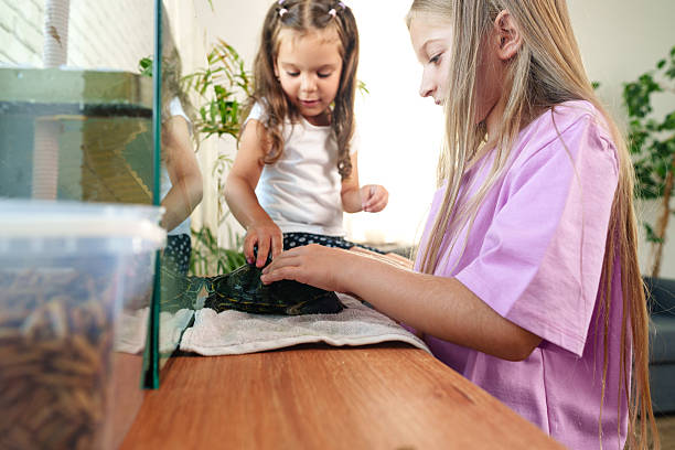 istock Two girls interact with a turtle in a cozy indoor setting while learning about reptiles and nature conservation together 2217092485
