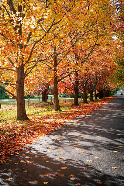 istock Row of autumn foliage 2217094818