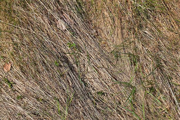 istock Dry grass in spring in Poland 2217096058