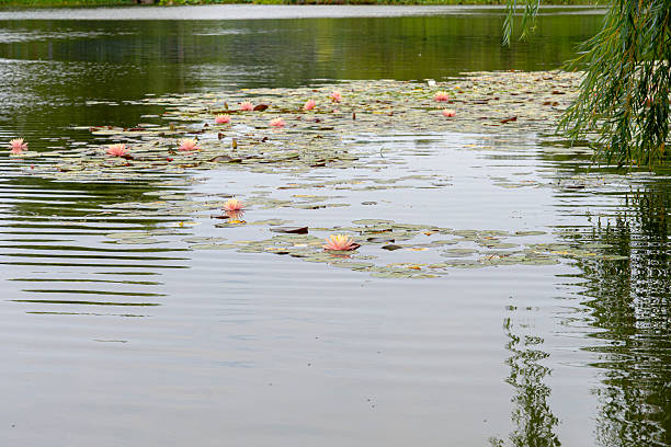 istock Pink water lilies floating on a calm lake surface 2217096291