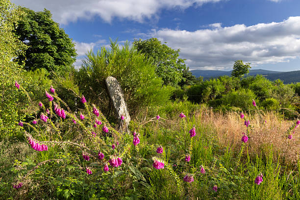 Purple foxglove flowers growing in a meadow with an ancient standing stone and the scottish highlands in the background