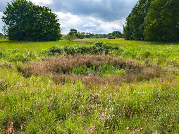 Shallow depression with moist vegetation in an open grassland area, with scattered shrubs and trees