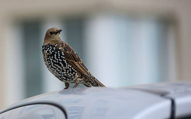 istock Bird perches on car roof while looking over urban environment during a cloudy day 2217098484