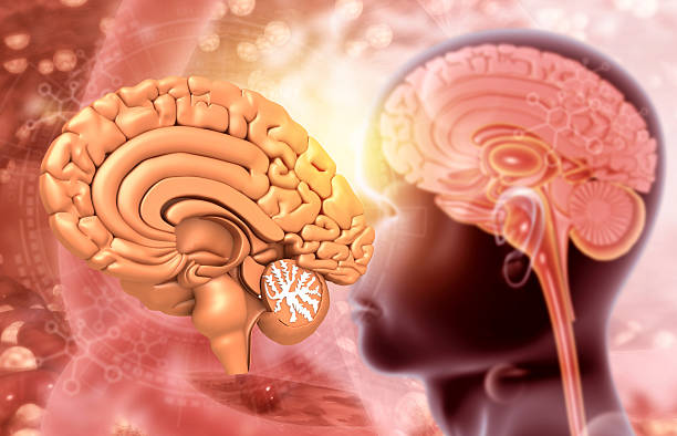 Human Brain - Futuristic Concept of Intelligence, science and mind.