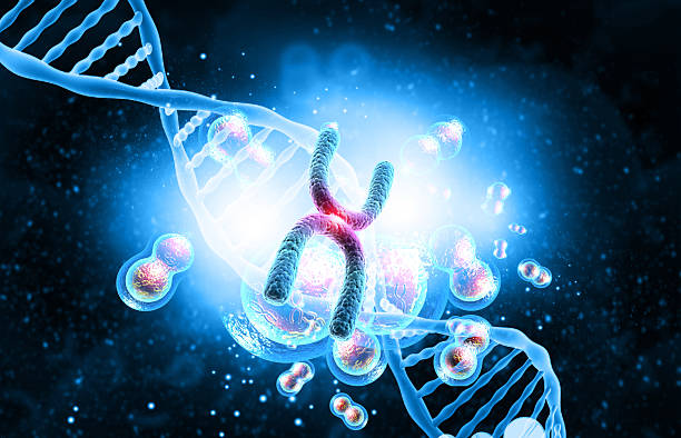 istock Human DNA strand with chromosomes 2217099517