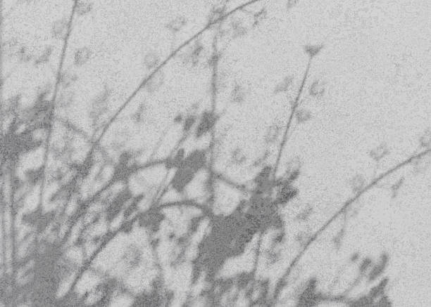istock Gray cement wall background with soft, blurred floral shadows. 2217099713