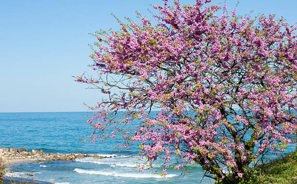 istock Cercis redbud tree on Saint Constantine and Helena resort Bulgaria 2217099763