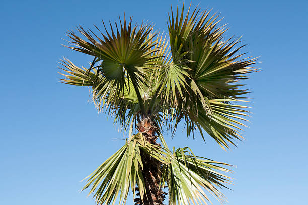 istock Leaves of palm tree on blue sky 2217099982