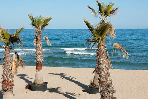 istock Palms on the beach in St. Constantine and Helena resort Bulgaria 2217100027