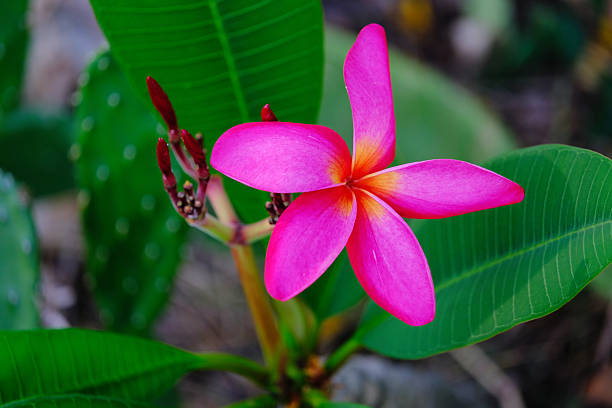 istock beautiful pink plumeria flower 2217101501