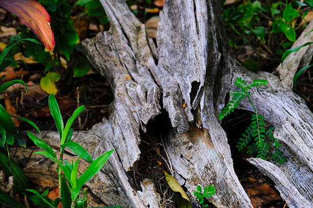 istock flower in green park 2217101513