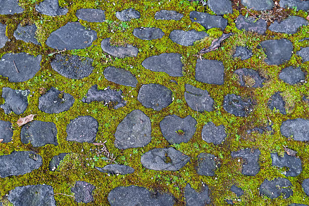 Mossy Cobblestone Path: Ancient Paving Stones with Vibrant Green Moss Texture.Old Stone Pavement Overgrown with Green Moss, Natural Textured Background