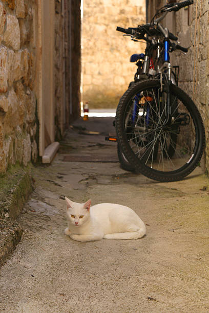 istock Cat by the Door 2217103486