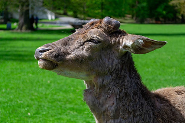 Close-up side portrait of a young deer with small antlers, eyes closed, appearing relaxed and content while basking in the sunlight on a green grassy field