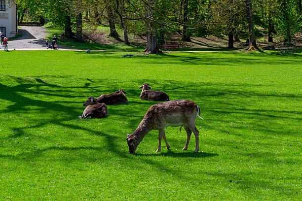 A group of deer relax on vibrant green grass in a sunlit park, with one deer grazing in the foreground and others lying down in the background.