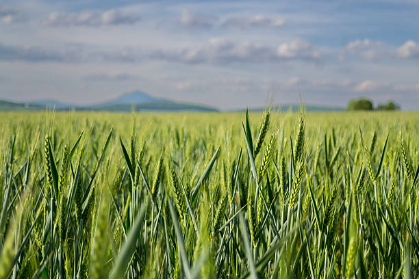 Lush green wheat fields shimmer under sunlight, featuring tire tracks leading across the vibrant landscape on a clear day.