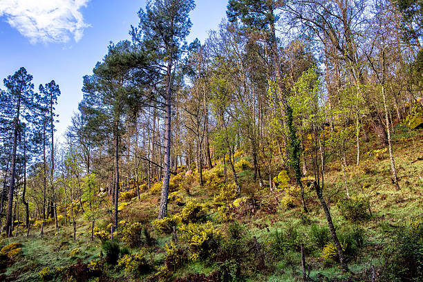 Boscaje en el Valle de Iruelas en primavera. Sierra de Gredos. Ávila.