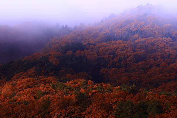 istock Autumn leaves landscape 2217106157