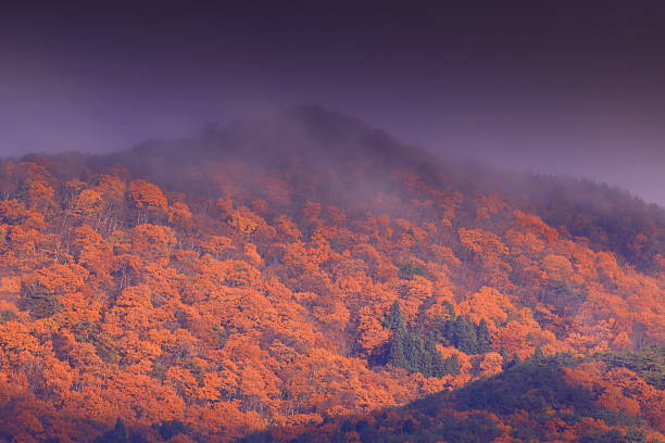 Autumn leaves landscape