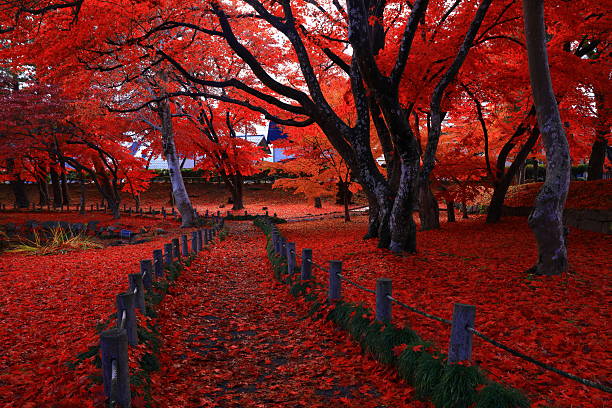 Autumn leaves landscape