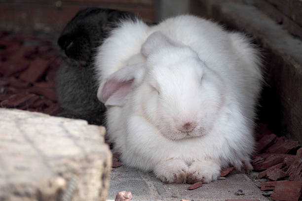 a large white short-haired rabbit is lying, sleeping in a wooden cage. rabbit relaxation