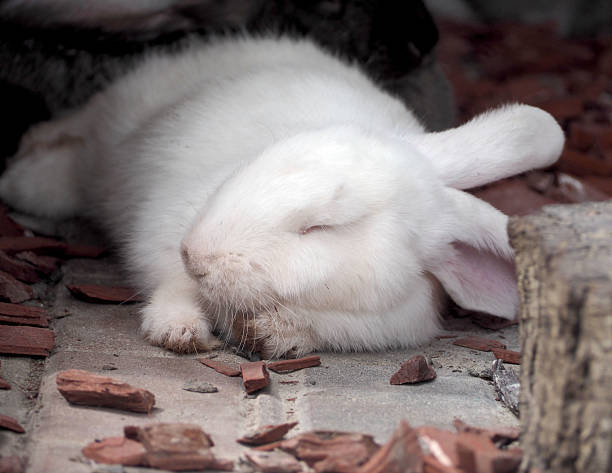 a large white short-haired rabbit is lying, sleeping in a wooden cage. other. rabbit relaxation . farm. agrotouristics
