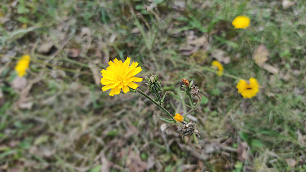istock Bright yellow dandelion flowers thriving in a grassy meadow 2217109585
