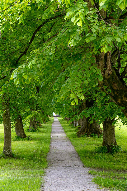 istock Tree-Lined Footpath in Zell am See, Austria 2217109597