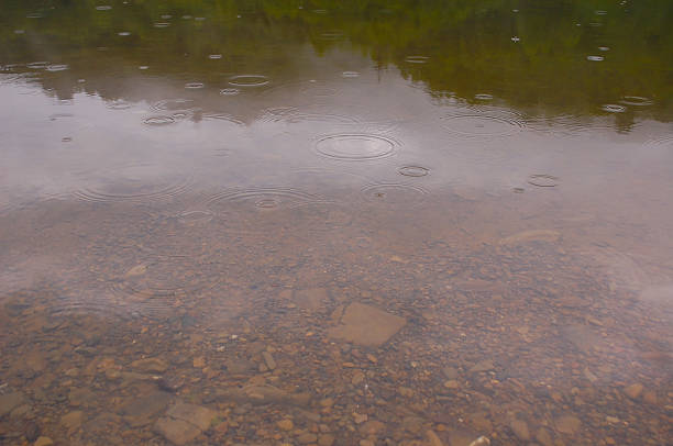 Sunlit midges hover over a dark pool