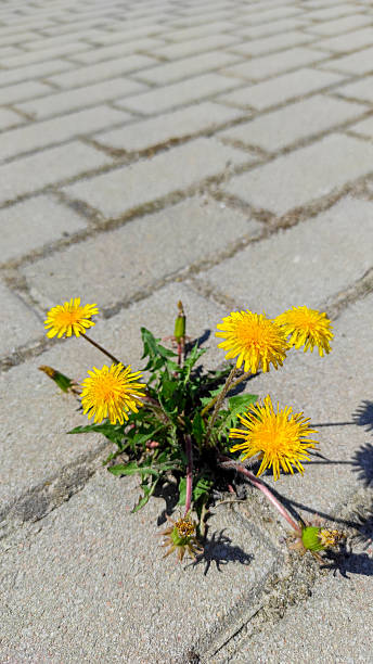 istock A single resilient dandelion blooming through cracks in the concrete pavement 2217109972