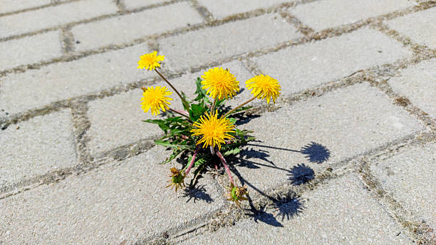 istock Bright yellow dandelion flowers growing through stone tiles 2217109979