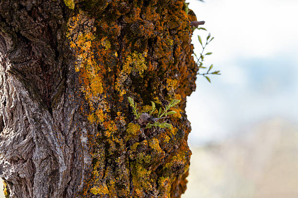 Tree trunk with Trentopohlia aurea, which is a kind of filamentous terrestrial algae that grows on rocks, concrete walls or tree trunks. There are also several outgrowths of branches with leaves. Copy Space