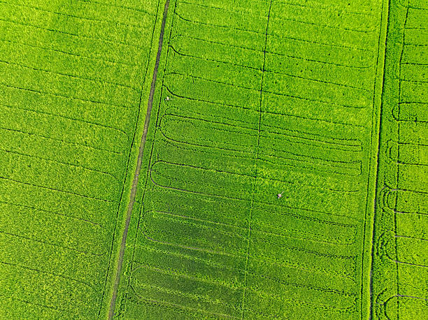 istock Aerial view of green rice fields with farming patterns. Climate change impact, sustainable agriculture practices, and methane emission concerns. Carbon concerns and climate resilience in rice field. 2217111053