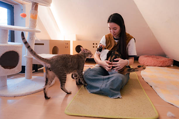 istock Girl interacting with oriental cat in cattery 2217111881