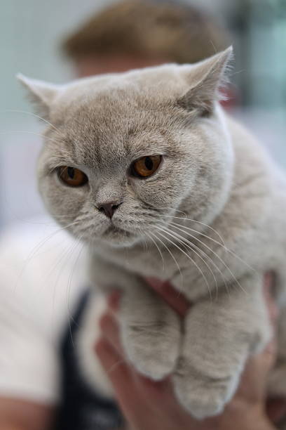 istock Adorable British Shorthair Cat with Mischievous Eyes 2217112218