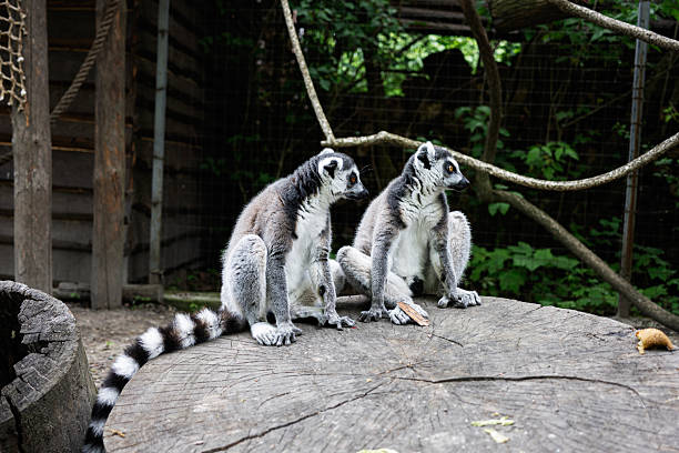Lemurs sitting together outdoors in a zoo environment with wood and foliage surrounding