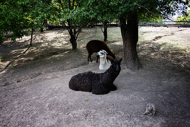 Three llamas relaxing under the trees in a tranquil outdoor natural setting.