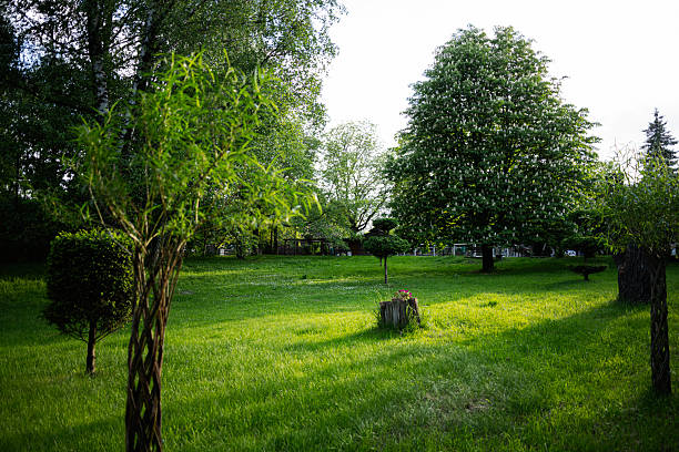A vibrant park landscape with trees, grassy areas, and a flowered tree stump.