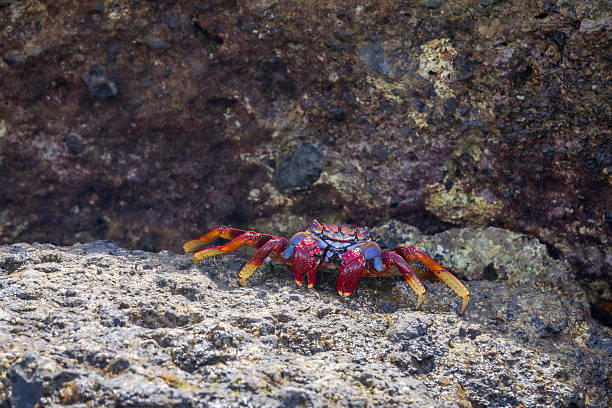 East Atlantic Sally Lightfoot Crab - Grapsus adscensionis. The East Atlantic Sally Lightfoot Crab  on rocks on the northern coast of Gran Canaria in the Canary Islands, Spain.