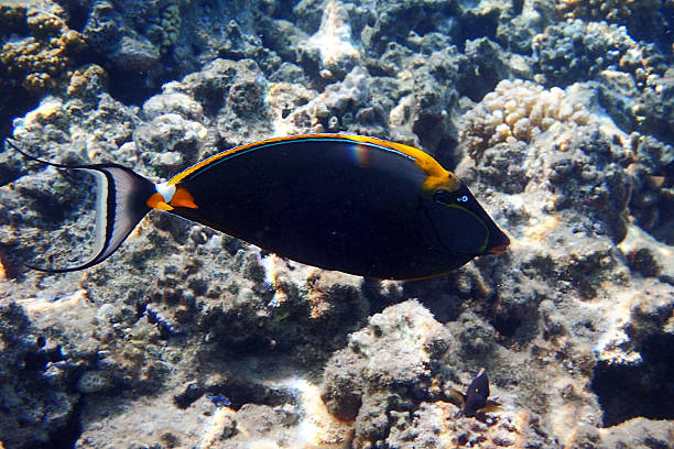 istock Bluespine unicornfish from red sea 2217118088