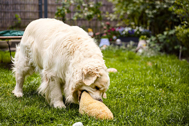 Large golden retriever with thick fur biting soft plush toy in backyard garden during playtime
